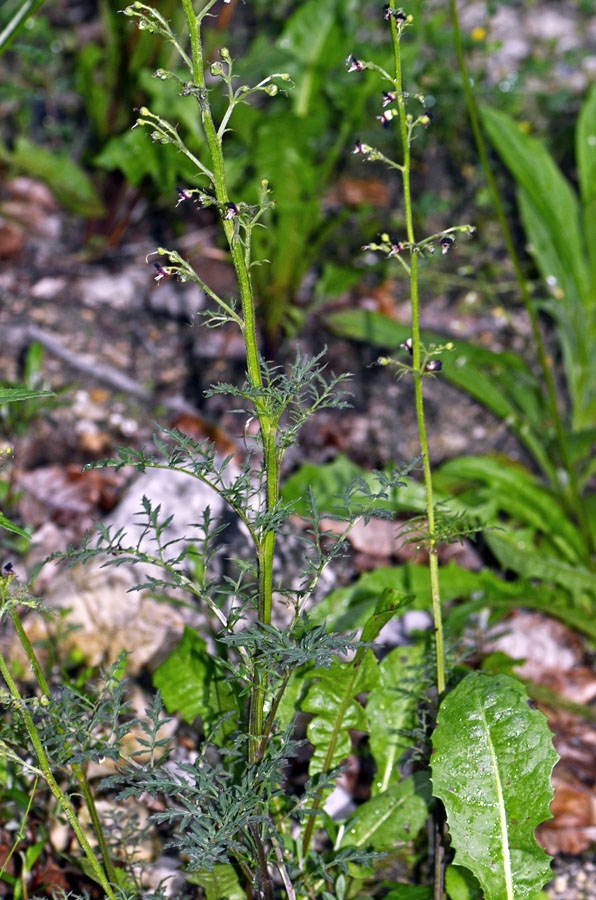 Scrophularia hoppii / Scrofularia di Hoppe